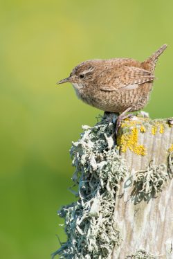 winter-wren-troglodytes-troglodytes-2