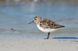 sanderling-calidris-alba