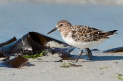 sanderling-calidris-alba-2