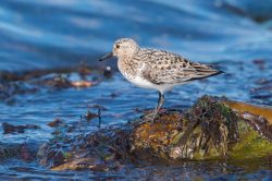 sanderling-calidris-alba-3