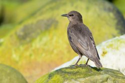 european-starling-sturnus-vulgaris-7
