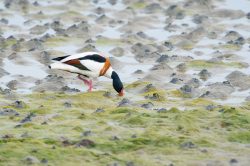 common-shelduck-tadorna-tadorna