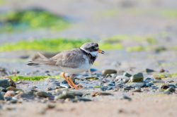 common-ringed-plover-charadrius-hiatcula