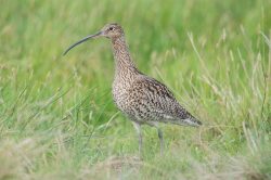 curlew-numenius-arquata-3