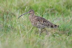 curlew-numenius-arquata-4