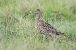 curlew-numenius-arquata-5