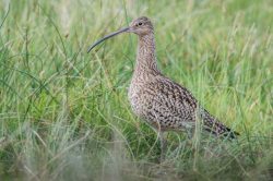 curlew-numenius-arquata-6