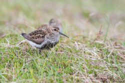 dunlin-calidris-alpina-3