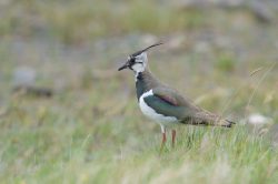 northen-lapwing-vanellus-vanellus