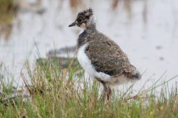 northen-lapwing-vanellus-vanellus-2