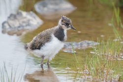 northen-lapwing-vanellus-vanellus-3
