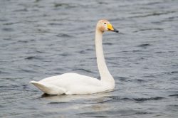 whooper-swan-cygnus-cygnus