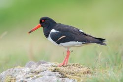 eurasian-oystercatcher-haematopus-ostralegus-2