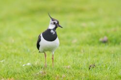 northen-lapwing-vanellus-vanellus-4