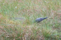 red-throated-diver-gavia-stellata