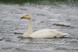 whooper-swan-cygnus-cygnus-2