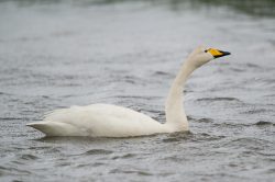 whooper-swan-cygnus-cygnus-3