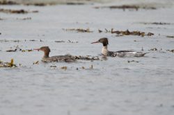 red-breasted-merganser-mergus-serrator