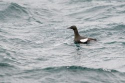 black-guillemot-cepphus-grylle