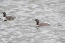 red-throated-diver-gavia-stellata-2