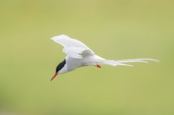 arctic-tern-sterna-paradisaea-4