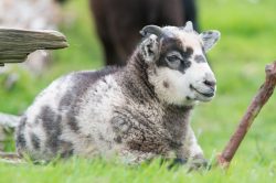 shetland-sheep-dunface-sheep