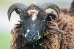 shetland-sheep-dunface-sheep-2