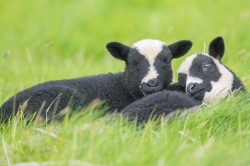 shetland-sheep-dunface-sheep-3
