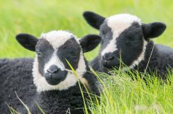 shetland-sheep-dunface-sheep-4