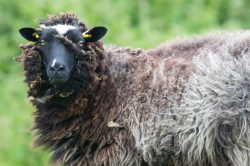 shetland-sheep-dunface-sheep-5