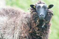 shetland-sheep-dunface-sheep-6