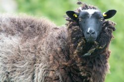 shetland-sheep-dunface-sheep-7