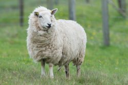 shetland-sheep-dunface-sheep-8