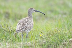 whimbrel-numenius-phaeopus-3
