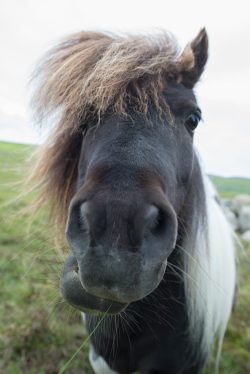 shetland-pony