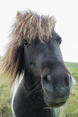 shetland-pony-2