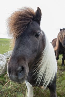 shetland-pony-3