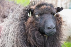 shetland-sheep-dunface-sheep-10
