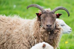 shetland-sheep-dunface-sheep-11