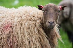 shetland-sheep-dunface-sheep-12