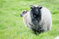 shetland-sheep-dunface-sheep-13