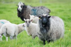 shetland-sheep-dunface-sheep-14