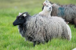 shetland-sheep-dunface-sheep-15