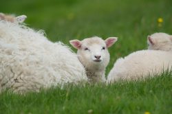 shetland-sheep-dunface-sheep-17