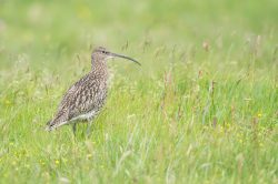 eurasian-curlew-numenius-arquata