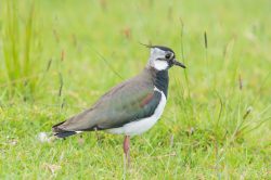 northern-lapwing-vanellus-vanellus
