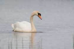 mute-swan-cygnus-olor-2