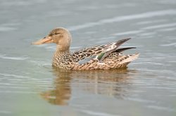 northern-shoveller-duck-anas-clypeata-2