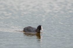 eurasian-coot-fulica-atra-4