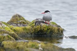 arctic-tern-sterna-paradisaea-5